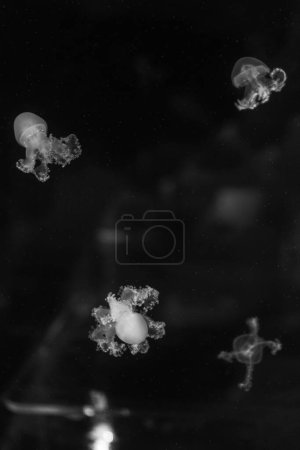 Téléchargez les photos : Sea and ocean jellyfish swim in the water close-up. Illumination and bioluminescence in different colors in the dark. Exotic and rare jellyfish. X-ray - en image libre de droit