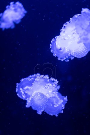 Téléchargez les photos : Sea and ocean jellyfish swim in the water close-up. Illumination and bioluminescence in different colors in the dark. Exotic and rare jellyfish in the aquarium - en image libre de droit