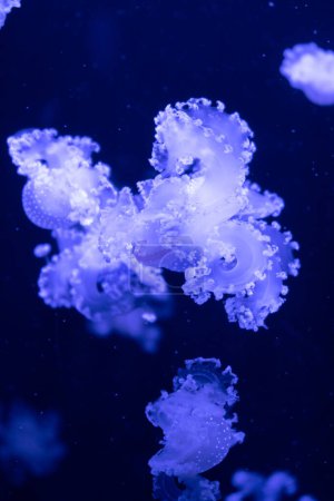 Téléchargez les photos : Sea and ocean jellyfish swim in the water close-up. Illumination and bioluminescence in different colors in the dark. Exotic and rare jellyfish in the aquarium - en image libre de droit