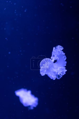 Photo for Sea and ocean jellyfish swim in the water close-up. Illumination and bioluminescence in different colors in the dark. Exotic and rare jellyfish in the aquarium - Royalty Free Image
