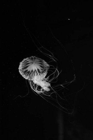Téléchargez les photos : Sea and ocean jellyfish swim in the water close-up. Illumination and bioluminescence in different colors in the dark. Exotic and rare jellyfish. X-ray - en image libre de droit