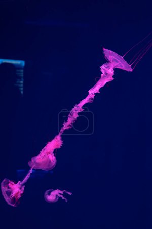 Foto de Sea and ocean jellyfish swim in the water close-up. Illumination and bioluminescence in different colors in the dark. Exotic and rare jellyfish in the aquarium - Imagen libre de derechos