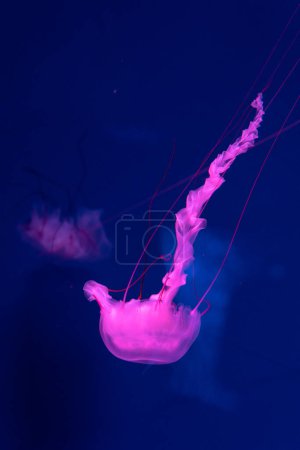 Photo for Sea and ocean jellyfish swim in the water close-up. Illumination and bioluminescence in different colors in the dark. Exotic and rare jellyfish in the aquarium - Royalty Free Image