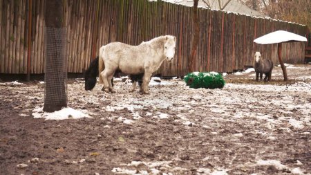 Téléchargez les photos : Les chevaux se promènent autour du paddock par une journée d'hiver glacée. En hiver, des chevaux blancs et bruns se promènent autour du paddock. Trois petits chevaux se tiennent dehors dans le pâturage d'hiver - en image libre de droit