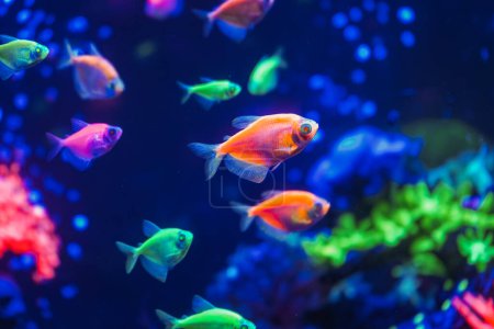 Un troupeau de beaux poissons luisants au néon dans un aquarium sombre avec lumière au néon. Tétra glofish. Fond flou. Concentration sélective. Vie sous-marine