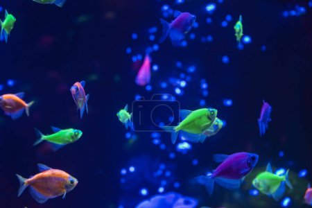 Una bandada de hermosos peces brillantes de neón en un acuario oscuro con luz de neón. Glofish tetra. Fondo borroso. Enfoque selectivo. Vida submarina