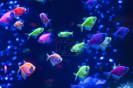 Téléchargez les photos : Un troupeau de beaux poissons luisants au néon dans un aquarium sombre avec lumière au néon. Tétra glofish. Fond flou. Concentration sélective. Vie sous-marine - en image libre de droit