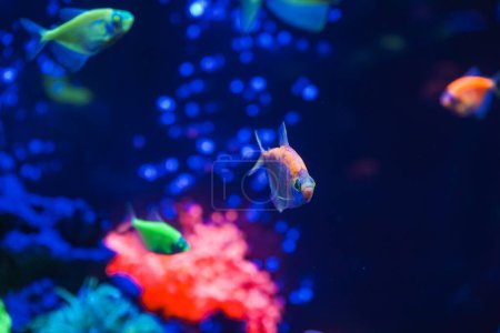 Foto de Una bandada de hermosos peces brillantes de neón en un acuario oscuro con luz de neón. Glofish tetra. Fondo borroso. Enfoque selectivo. Vida submarina - Imagen libre de derechos