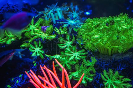 Téléchargez les photos : Un troupeau de beaux poissons luisants au néon dans un aquarium sombre avec lumière au néon. Tétra glofish. Fond flou. Concentration sélective. Vie sous-marine - en image libre de droit