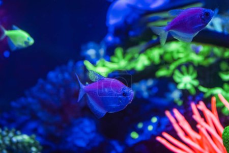 Foto de Una bandada de hermosos peces brillantes de neón en un acuario oscuro con luz de neón. Glofish tetra. Fondo borroso. Enfoque selectivo. Vida submarina - Imagen libre de derechos