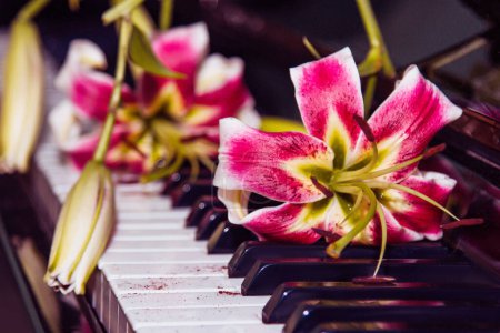 Foto de Una hermosa flor de lirio rosa en las teclas del piano. El concepto de armonía y belleza musical. La inspiración de Muse. Belleza, feminidad, amor, ternura - Imagen libre de derechos