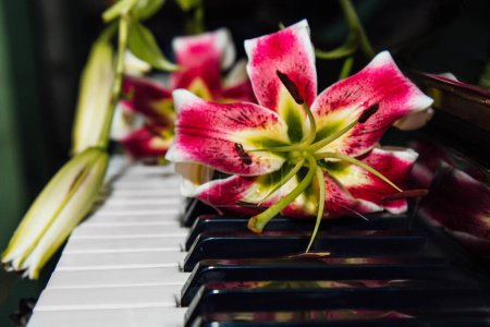 Eine schöne rosa Lilienblüte auf den Klaviertasten. Das Konzept der Harmonie und musikalischen Schönheit. Muses Inspiration. Schönheit, Weiblichkeit, Liebe, Zärtlichkeit