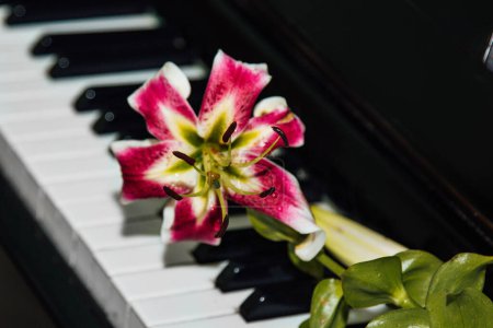 Foto de El concepto de armonía y belleza musical. Una hermosa flor de lirio rosa en las teclas del piano. La inspiración de Muse. Belleza, feminidad, amor, ternura - Imagen libre de derechos