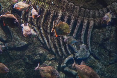 Eine Gruppe Rotbauchpiranhas, auch als Rote Piranhas bekannt, vor einem Felsen. Piranha auf dem Grund des Ozeans, Fluss
