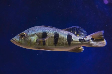 Diskus, bunte Buntbarsche im Aquarium, Süßwasserfische, die im Amazonasbecken leben. Bunte, helle Fische im Aquarium. Eine Vielzahl von Meeresfischen