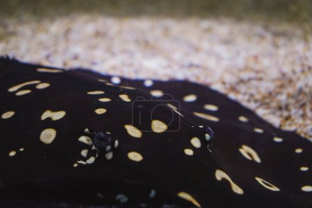 Der Stachelrochen schwimmt unter Wasser. Der Stachelrochen ist ein Plattseefisch. Ein elektrischer Stachelrochen schwimmt inmitten von Algen im flachen Wasser in einer exotischen Meereslandschaft. Gefährlich für menschliches Leben