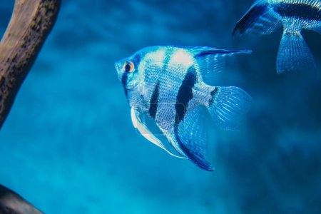 Discus, colorful cichlids in the aquarium, freshwater fish that lives in the Amazon basin. Colored, bright fish in the aquarium. A variety of marine fish