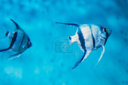 Discus, colorful cichlids in the aquarium, freshwater fish that lives in the Amazon basin. Colored, bright fish in the aquarium. A variety of marine fish