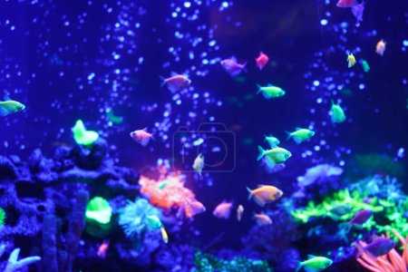 A flock of beautiful neon glowing fish in a dark aquarium with neon light. Glofish tetra. Blurred background. Selective focus. Underwater life