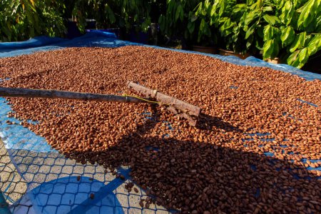 Téléchargez les photos : Haricots de cacao bio séchage au soleil sur une ferme - en image libre de droit