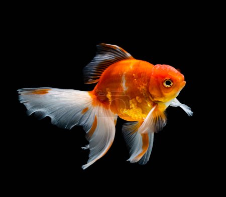 Photo for Goldfish isolated on a dark black background - Royalty Free Image