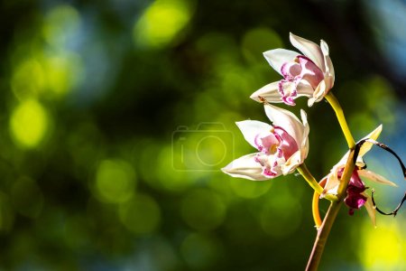 White phalaenopsis orchid flower on bokeh of green leaves background. Beautiful close-up of
