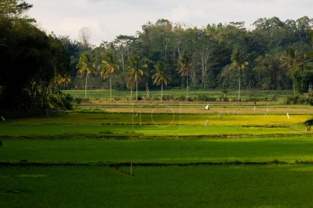 Foto de Paisaje de arrozales, cultivos y selva verde, por la tarde, en Tana Toraja Regency, Sulawesi, Indonesia - Imagen libre de derechos