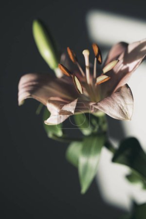 Téléchargez les photos : Studio artistique photo bouquet de fleurs Saint-Valentin ou mariage photo de fleurs romantiques dans l'éclairage. - en image libre de droit