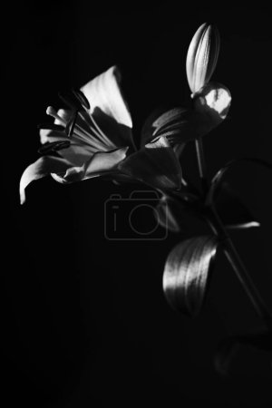 Téléchargez les photos : Studio artistique photo bouquet de fleurs Saint-Valentin ou mariage photo de fleurs romantiques dans l'éclairage. - en image libre de droit