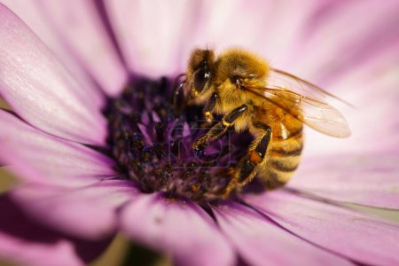 Téléchargez les photos : Honey Bee sur Osteospermum Cape marguerite fleur violette. - en image libre de droit