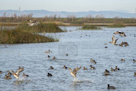 Photo for Variety of ducks taking of of water in wetlands - Royalty Free Image