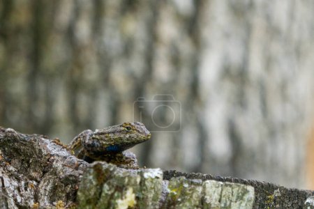 Photo for Blue belly fence lizard on a tree trunk - Royalty Free Image