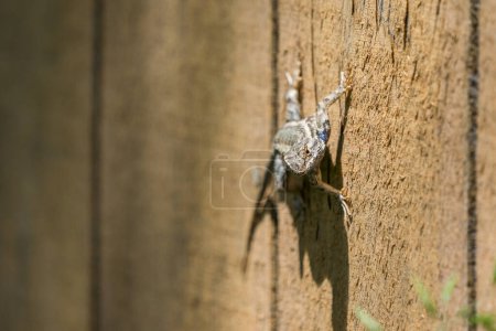Photo for Blue belly fence lizard on a tree trunk - Royalty Free Image
