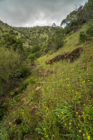 Photo for Wild flowers growing on Putah Creek canyon walls in Solano County, California - Royalty Free Image