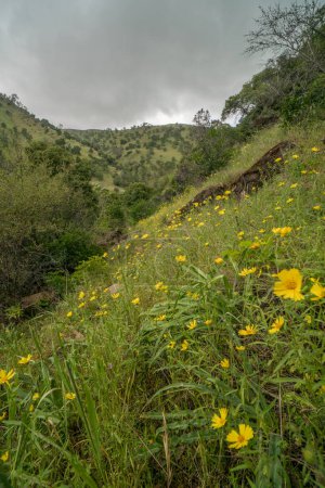 Photo for Wild flowers growing on Putah Creek canyon walls in Solano County, California - Royalty Free Image