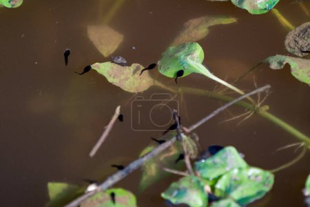 Téléchargez les photos : Grenouille Têtards nageant dans un habitat naturel. - en image libre de droit
