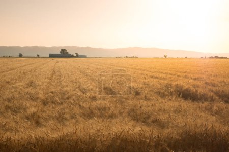 Foto de Cultivo de trigo de invierno seco y listo para la cosecha. - Imagen libre de derechos