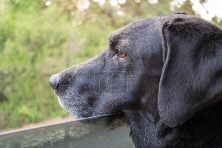 Photo for Black labrador retriever looking out of car window - Royalty Free Image