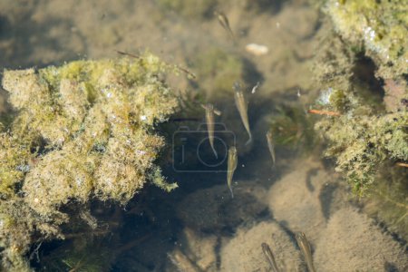 Small guppy minnows swimming in shallow water with algae over