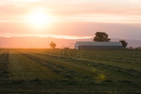 rural farm barn cut row crop scene at sunset.