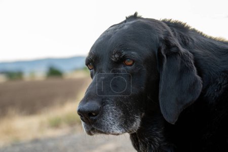 Foto de Viejo senior negro labrador retriever perro retrato headshot - Imagen libre de derechos