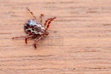 Small dog tick crawling over wood table background