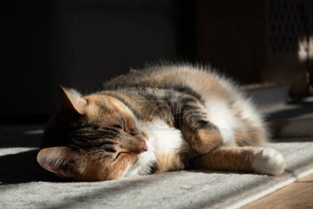 Foto de Un gato de casa descansando en el calor del sol a través de la ventana - Imagen libre de derechos