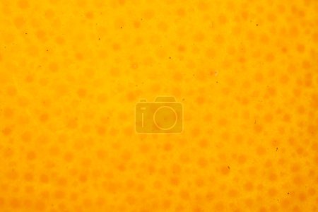 Foto de Cáscara de naranja piel extrema primer plano fondo - Imagen libre de derechos