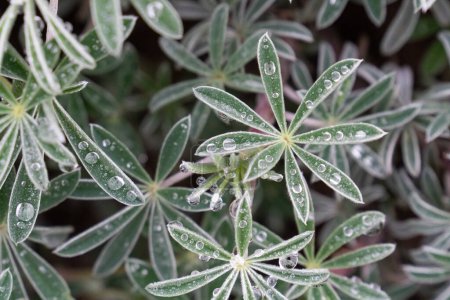 Photo for Lupinus arboreus yellow coastal bush lupine covered in dew - Royalty Free Image