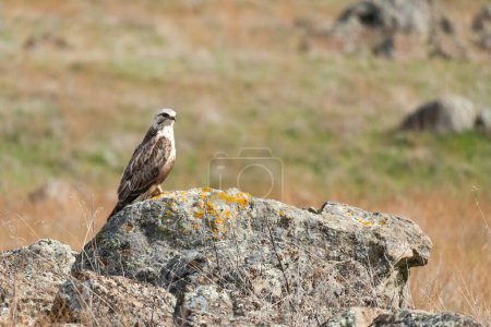 Téléchargez les photos : A Ferruginous hawk perched on a rock outcropping - en image libre de droit