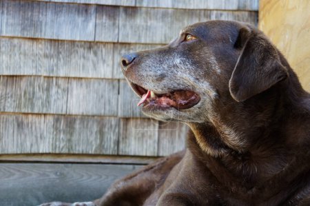 Téléchargez les photos : Vieux chien de laboratoire chocolat à la recherche - en image libre de droit