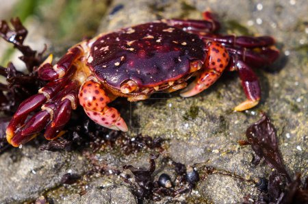 Téléchargez les photos : Petit, violet, crabe, roche, écosystème - en image libre de droit