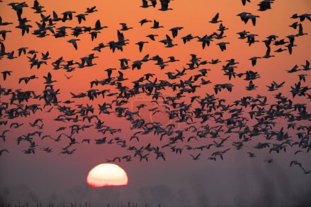 huge flock of geese first light