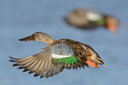 Male juvenile northern shoveler in mid flight over the water.